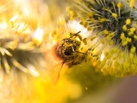 PE1D8201 : Biene, Blüte, Dachauer Moos, Frühling, Moos, Palmkätzchen, Weidebusch, _JAHRESZEIT, _LANDSCHAFTSFORMEN